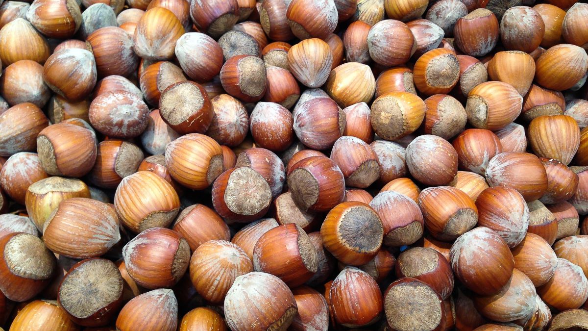 Postharvest drying as key factor in aflatoxin control in stored hazelnuts.jpg